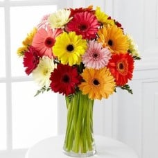 Gerbera World