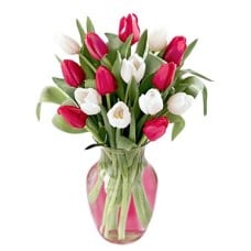 Romance Tulips#57