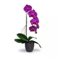 Purple Orchid