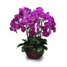 Regal Phalaenopsis
