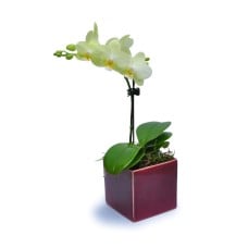 Mini Green Orchid 5