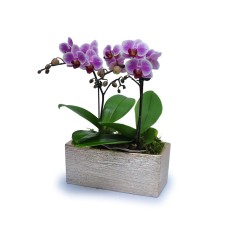 Mini Phalaenopsis 8