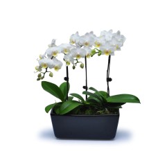 Mini White Orchids 12