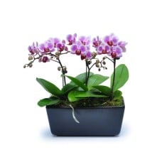 Mini Phalaenopsis 13