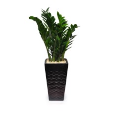 Potted Plant 2m