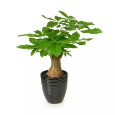 Potted Plant 4S