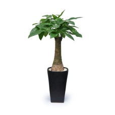 Office Plant 5m