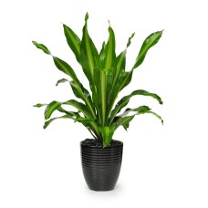 Indoor House Plant 17s