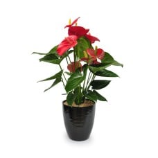 Potted Anthurium 21s