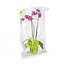 Phalaenopsis Purple