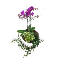 Phalenopsis plant