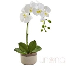 Phaelenopsis Orchid