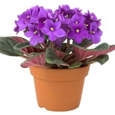 African Violets