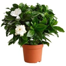 Gorgeous Begonia