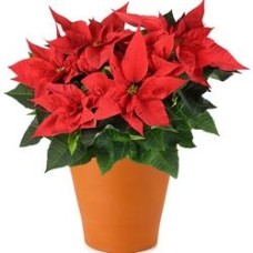 Classic Christmas Poinsettia