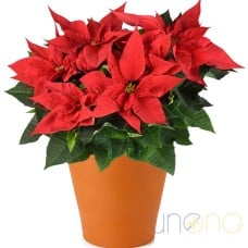 Classic Christmas Poinsettia (medium)
