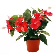 Hibiscus Blooming Plant