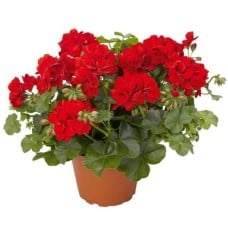 Sweet Geranium Delight