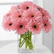 Pink Gerbera Vase (24 Flower)