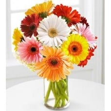 Valentine Mixed Gerbera Vase (12 Red Gerberas)