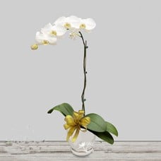 PHALAENOPSIS White (Grade A)