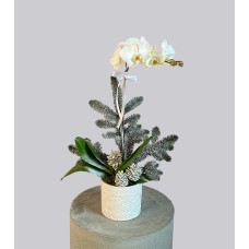 Snow White Orchid