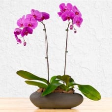 Purple Passion Orchids