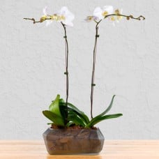 Dream Team Orchids