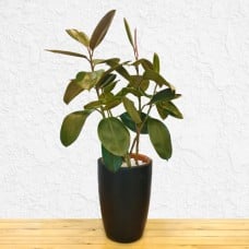 Ficus Elastica Plant