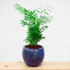 Chamaedorea Elegans Plant