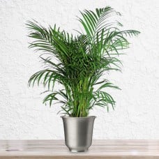 Areca Palm Plant