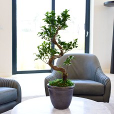 Ficus Bonsai Big Plant