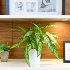 Aglaonema Green Plant
