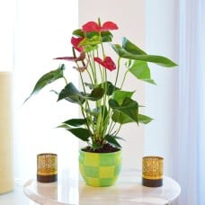 Anthurium Red