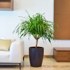 Yucca Plant