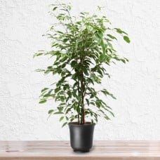 Ficus Golden King Plant