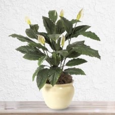 Spathiphyllum Plant