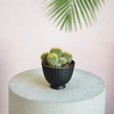 The Wisdom Cactus Pot