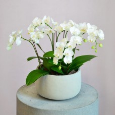 3 Midi Orchids In A White Pot