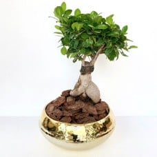 Gold Bonsai