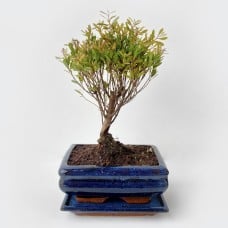 Bush Cherry Bonsai Tree