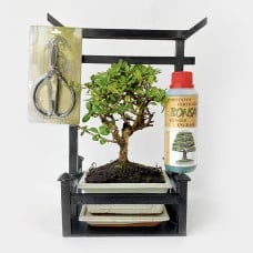 Fukien Tea Bonsai Tree With Scissors And Fertilizer