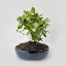 Pyracantha Bonsai Tree