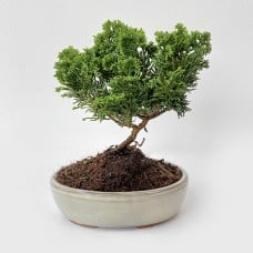 Chamaecypasis Bonsai Tree