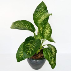 Dieffenbachia Plant