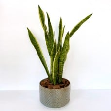Indoor Snake Plant