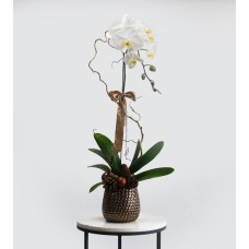 Orchid Grace