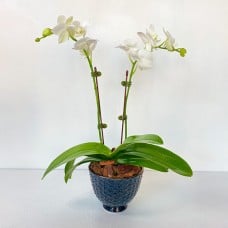 Midi Orchids White 40Cm With Blue Vase