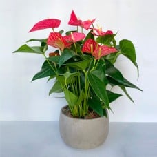 Anthurium Potted Plant