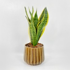 Snake Plant In Brown Pot